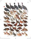 The Complete Birds of the World
