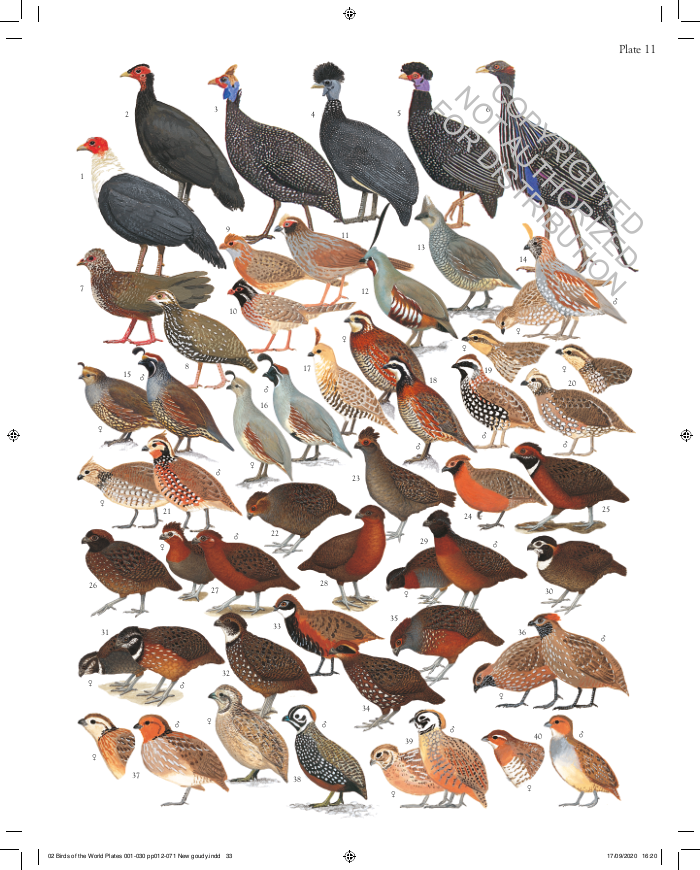 The Complete Birds of the World