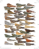 The Complete Birds of the World