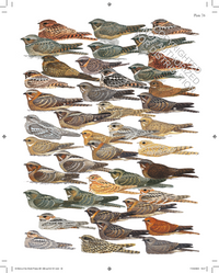 The Complete Birds of the World