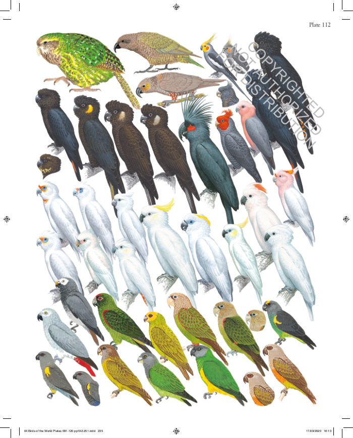 The Complete Birds of the World