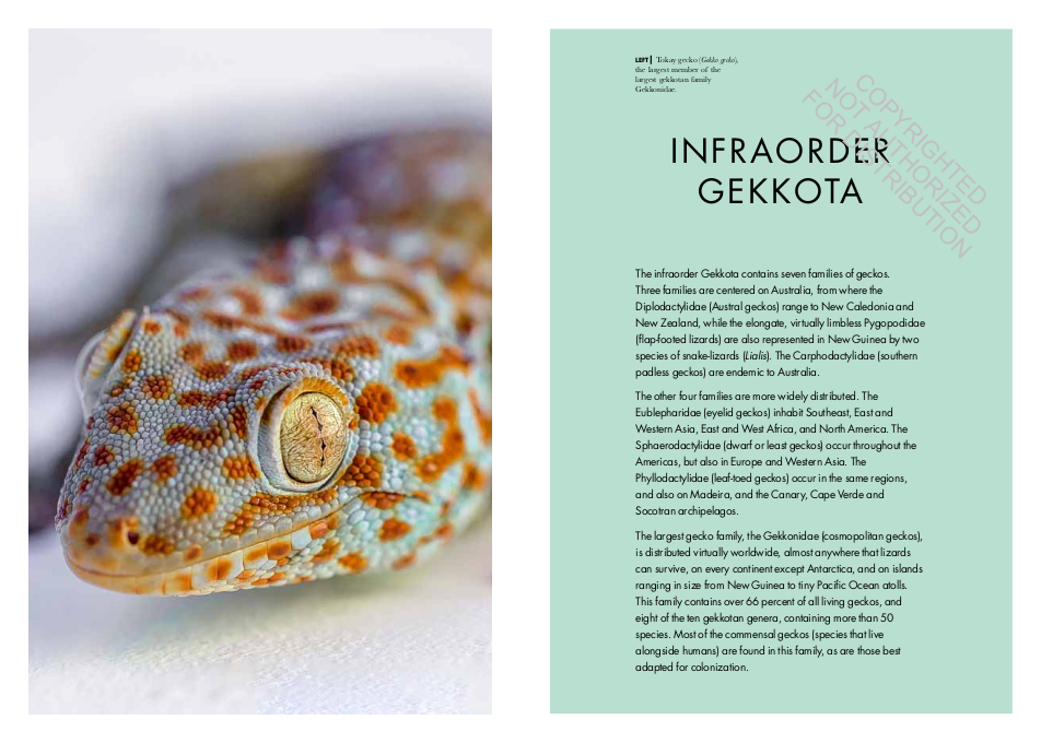 Lizards of the World