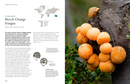 The Lives of Fungi