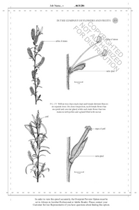 The Hidden Company That Trees Keep