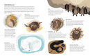 Winter Sleep: A Hibernation Story (Seasons in the wild)