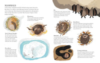 Winter Sleep: A Hibernation Story (Seasons in the wild)