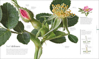 The Science of Plants: Inside Their Secret World (DK Secret World Encyclopedias)