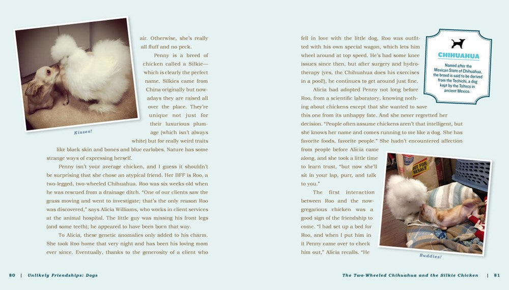 Unlikely Friendships: Dogs