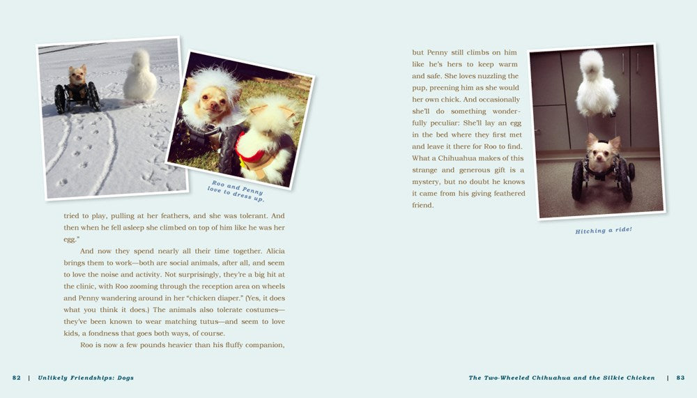 Unlikely Friendships: Dogs