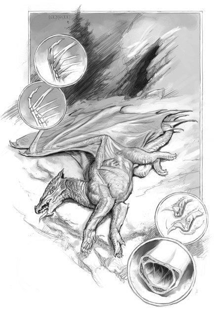 A Natural History of Dragons