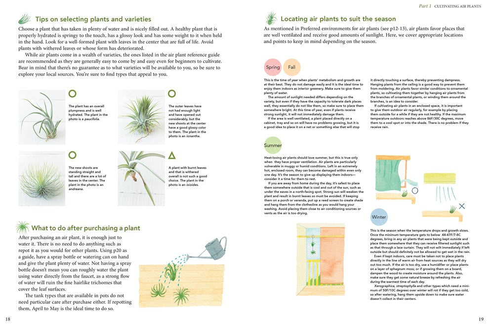 Living with Air Plants