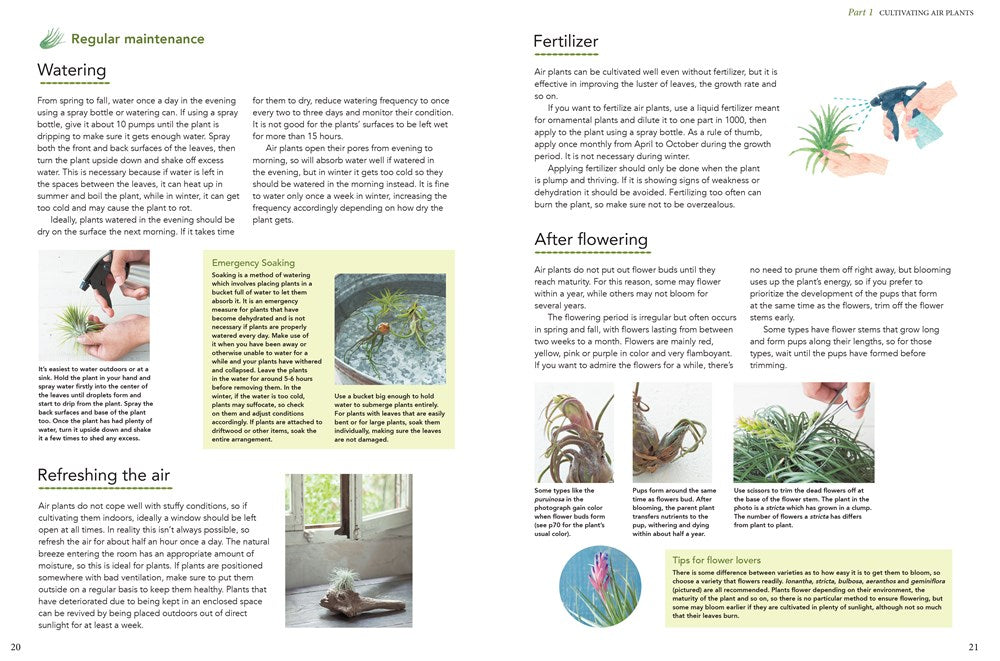 Living with Air Plants