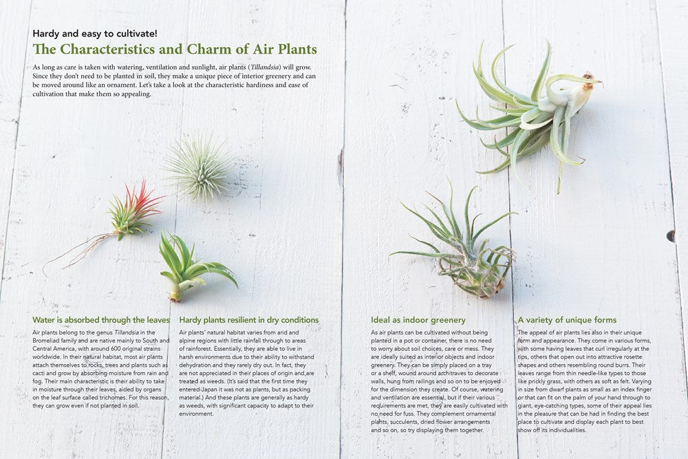 Living with Air Plants
