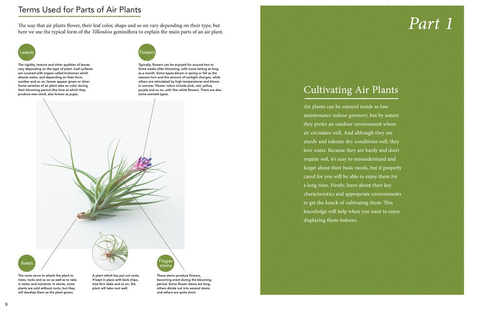 Living with Air Plants