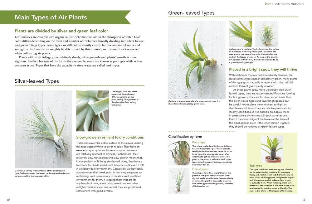 Living with Air Plants