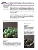 The Gardener's Guide to Succulents
