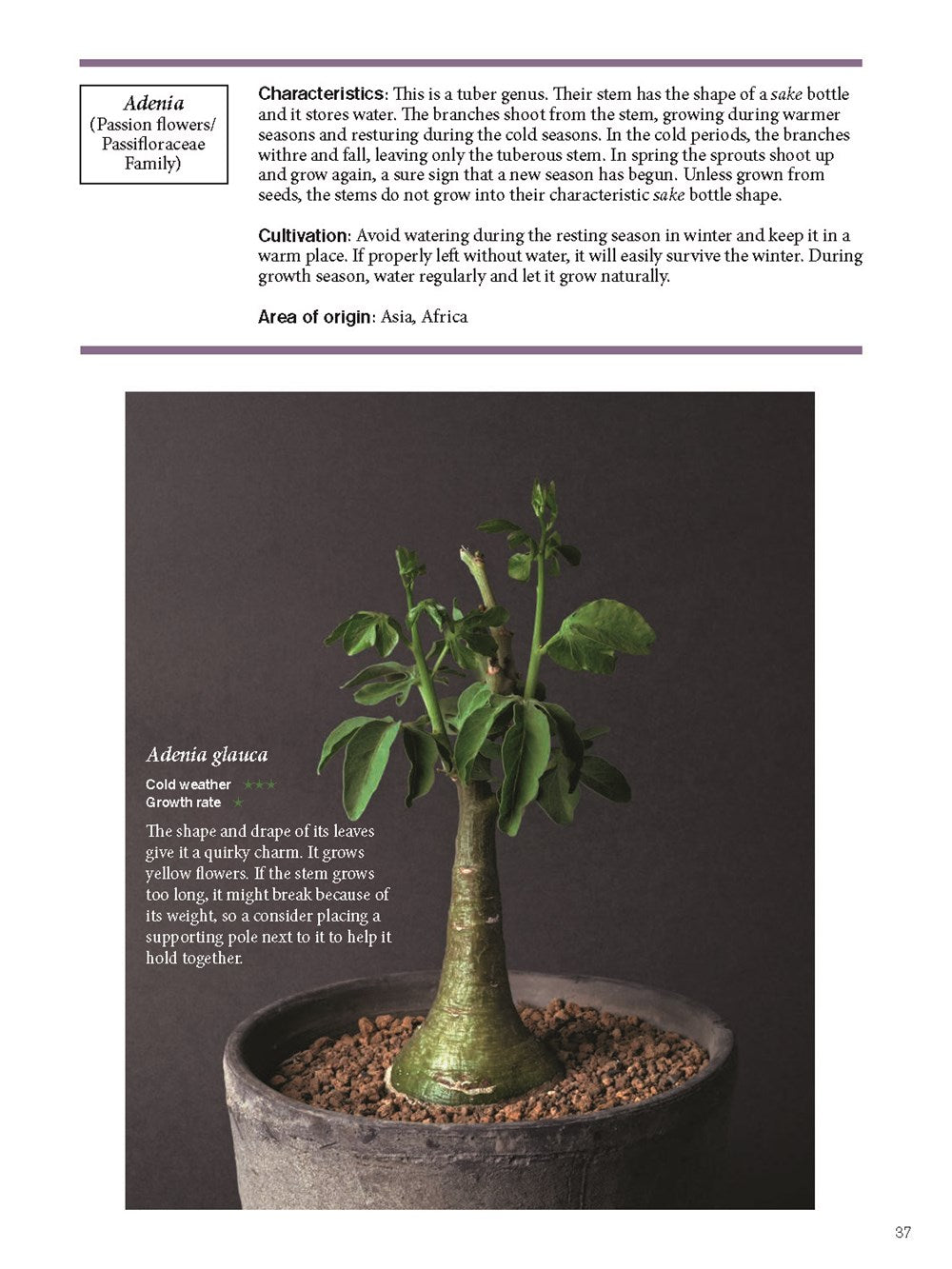 The Gardener's Guide to Succulents