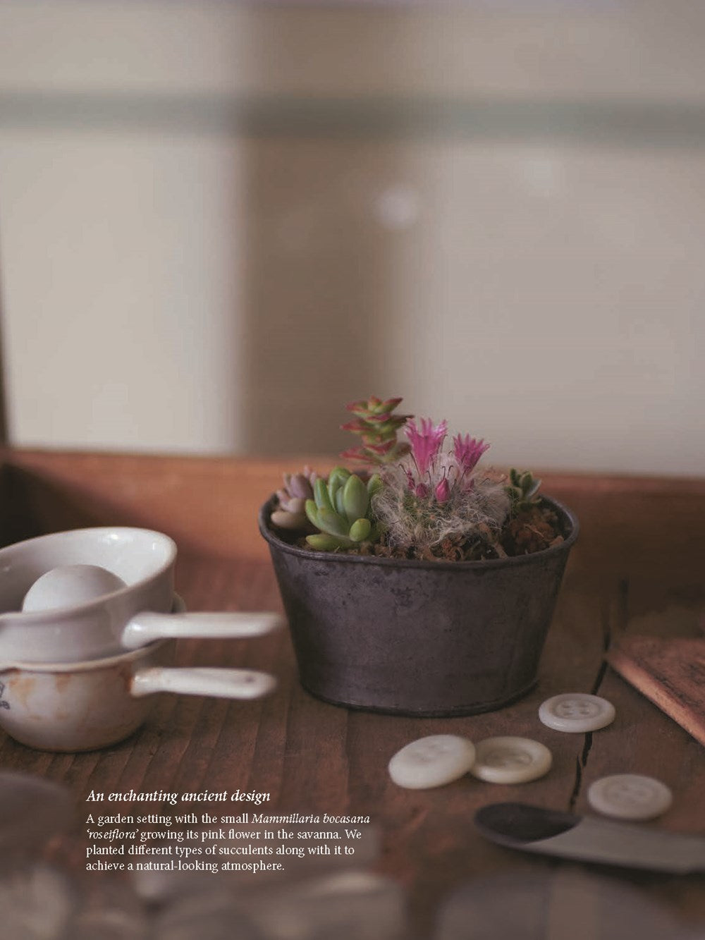 The Gardener's Guide to Succulents