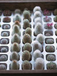 The Gardener's Guide to Succulents