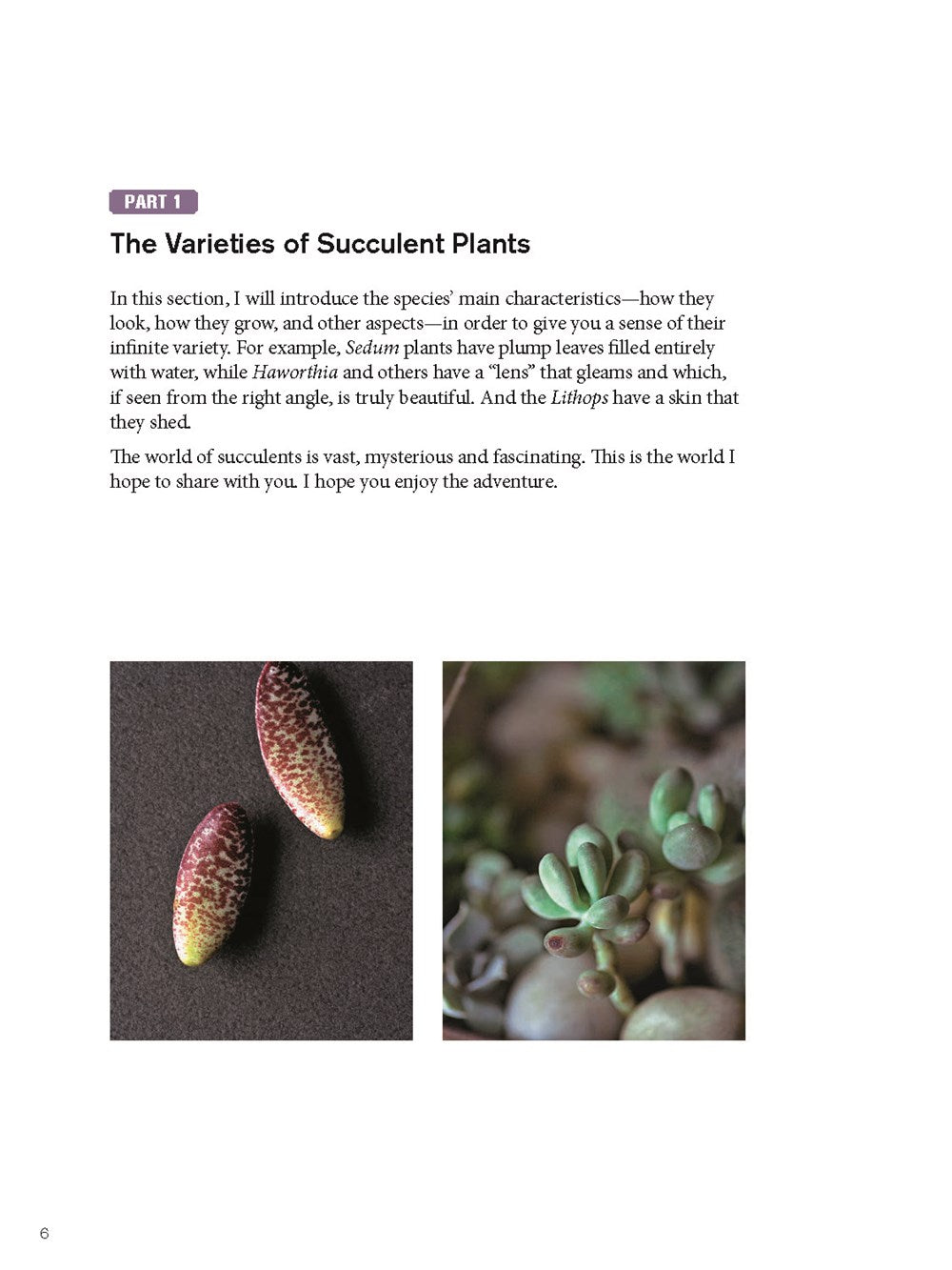 The Gardener's Guide to Succulents