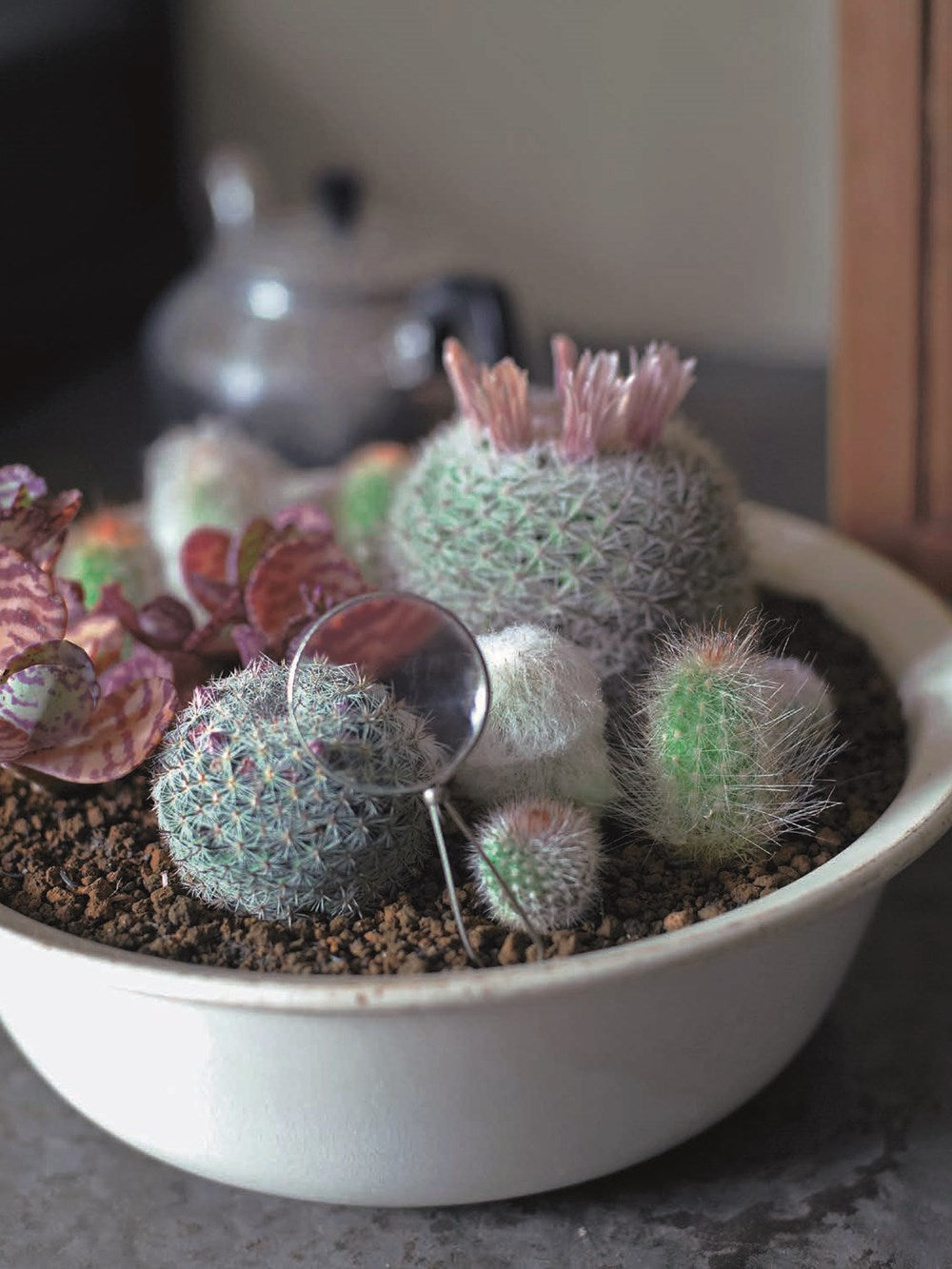 The Gardener's Guide to Succulents