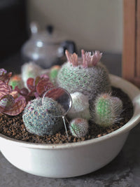 The Gardener's Guide to Succulents