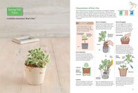 A Beginner's Guide to Succulent Gardening