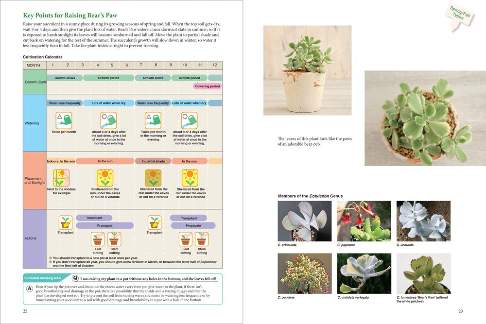 A Beginner's Guide to Succulent Gardening