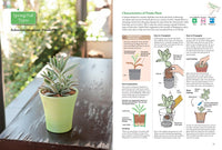 A Beginner's Guide to Succulent Gardening