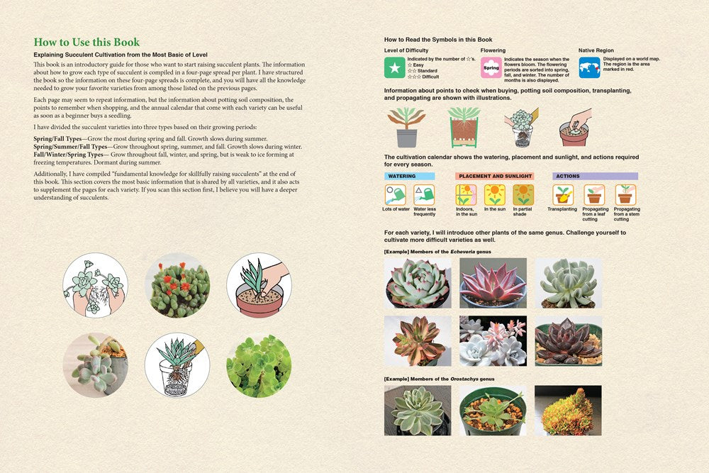 A Beginner's Guide to Succulent Gardening