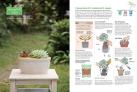A Beginner's Guide to Succulent Gardening