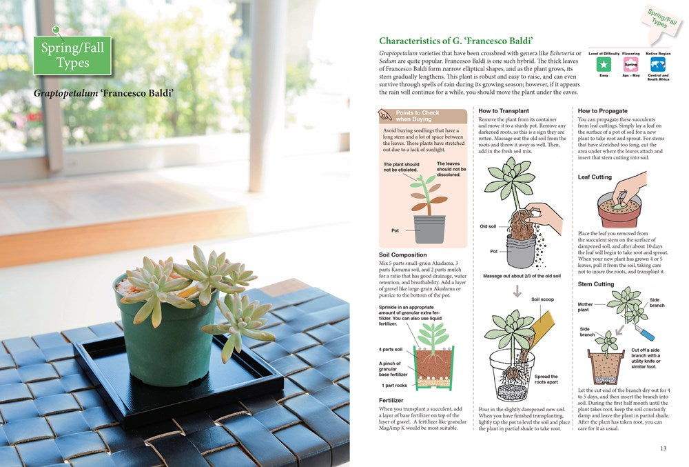 A Beginner's Guide to Succulent Gardening