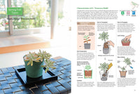 A Beginner's Guide to Succulent Gardening