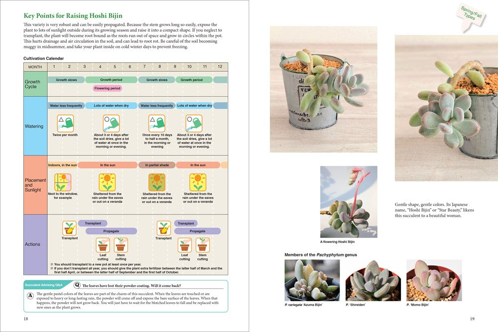 A Beginner's Guide to Succulent Gardening