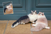 Fantastic Felted Cats