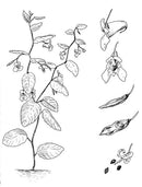 Plants Have So Much to Give Us, All We Have to Do Is Ask