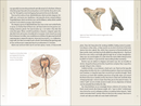 A Beachcomber's Guide to Fossils