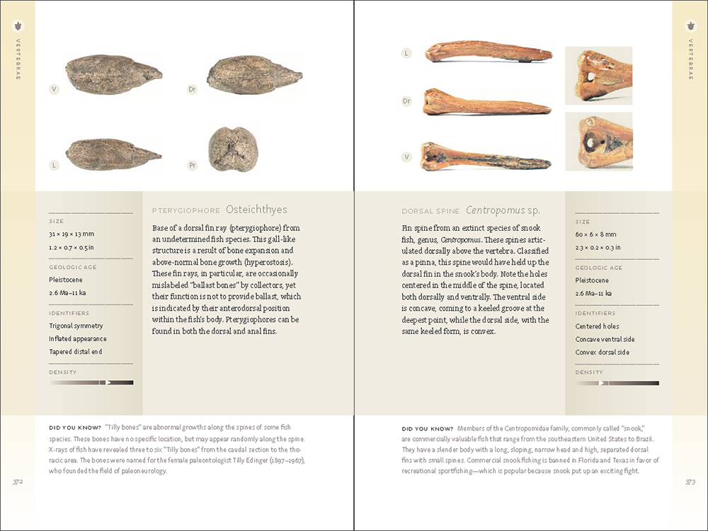 A Beachcomber's Guide to Fossils