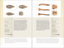 A Beachcomber's Guide to Fossils