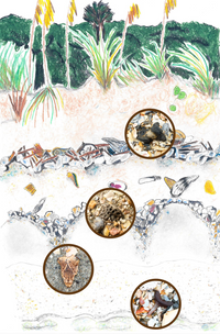 A Beachcomber's Guide to Fossils