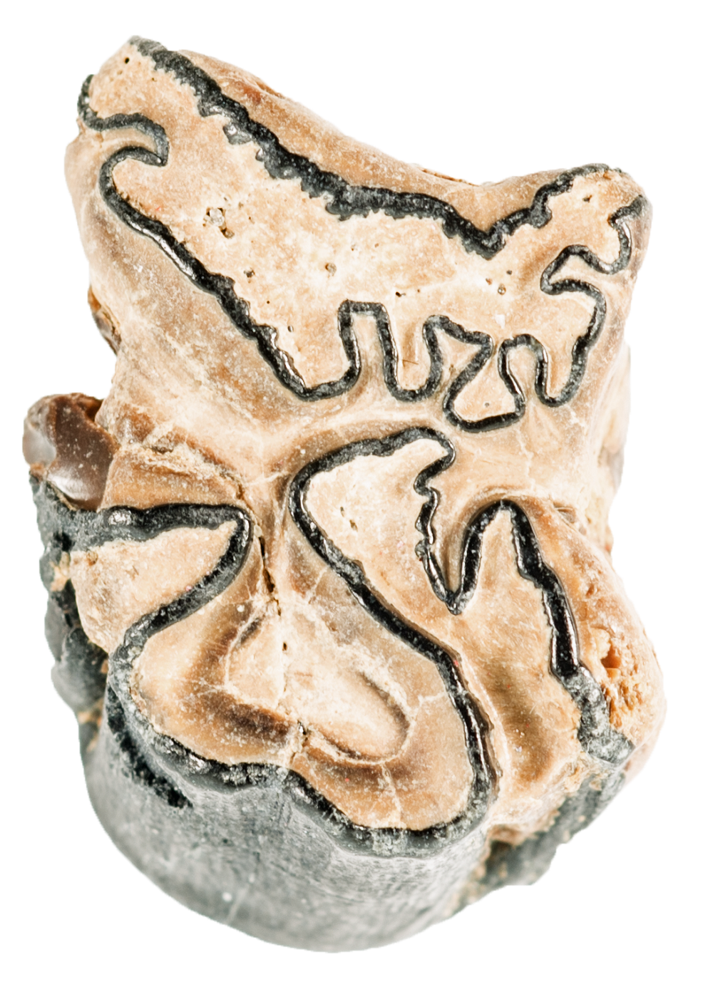 A Beachcomber's Guide to Fossils