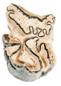 A Beachcomber's Guide to Fossils