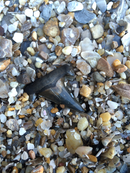 A Beachcomber's Guide to Fossils