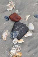 A Beachcomber's Guide to Fossils