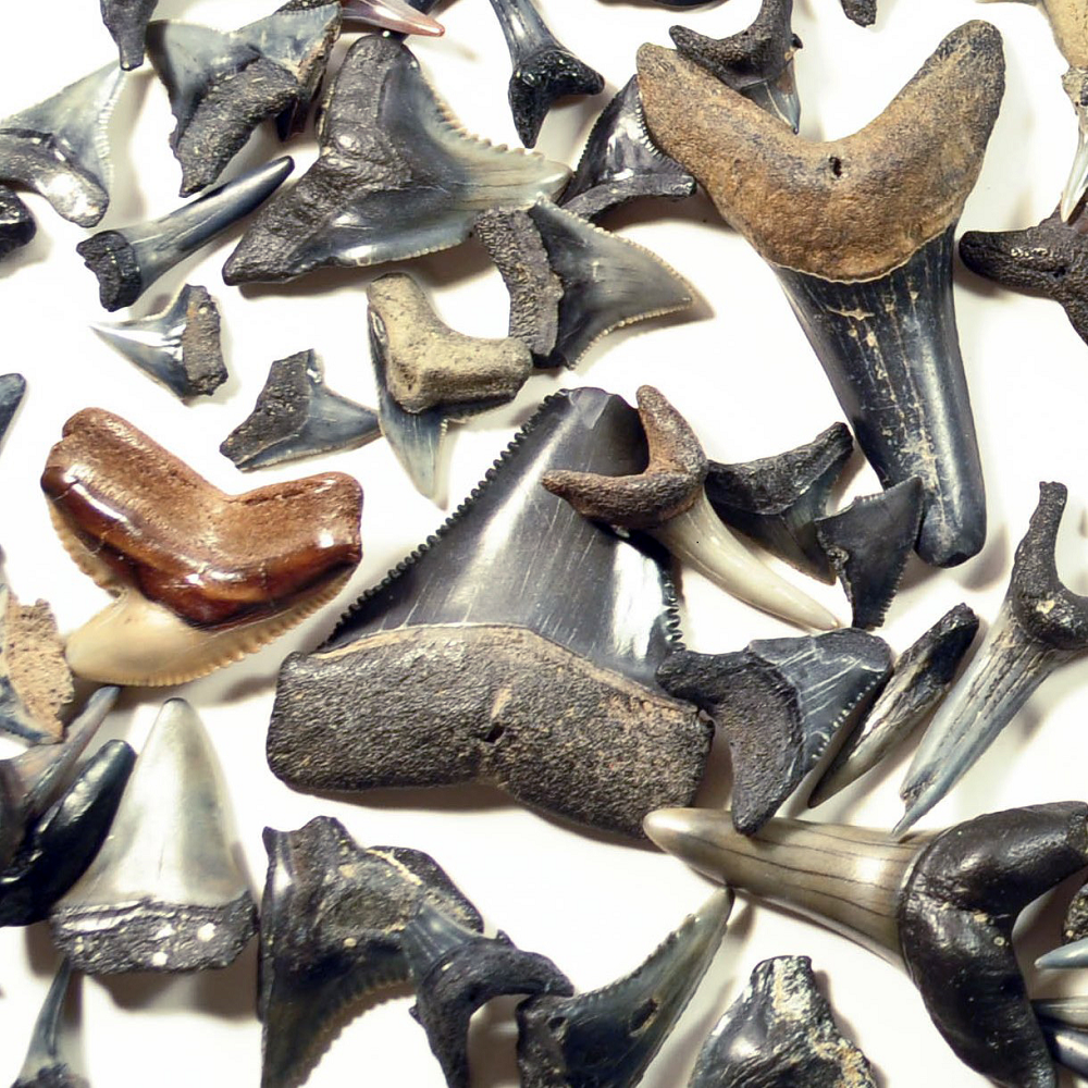 A Beachcomber's Guide to Fossils