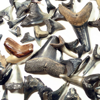 A Beachcomber's Guide to Fossils