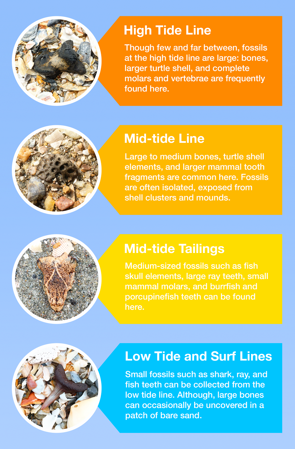 A Beachcomber's Guide to Fossils