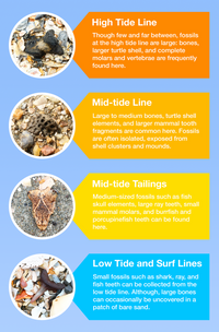 A Beachcomber's Guide to Fossils