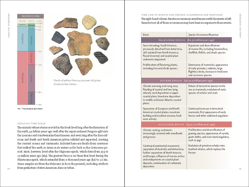 A Beachcomber's Guide to Fossils