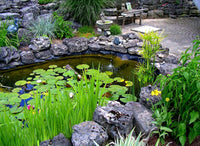 Building Natural Ponds